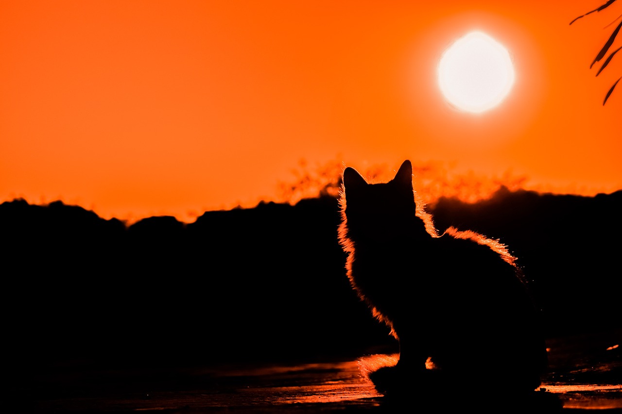 sunset, cat, shadows-3008779.jpg