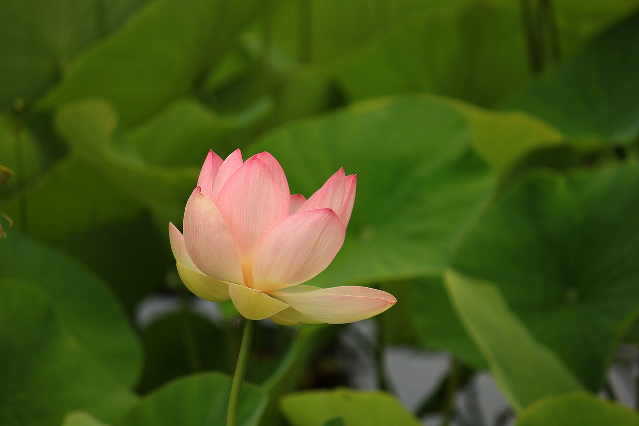 Eco-friendly pond with a natural filtration system.